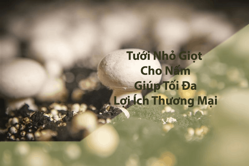 Tưới cây nấm bằng hệ thống tưới nhỏ giọt cho nấm