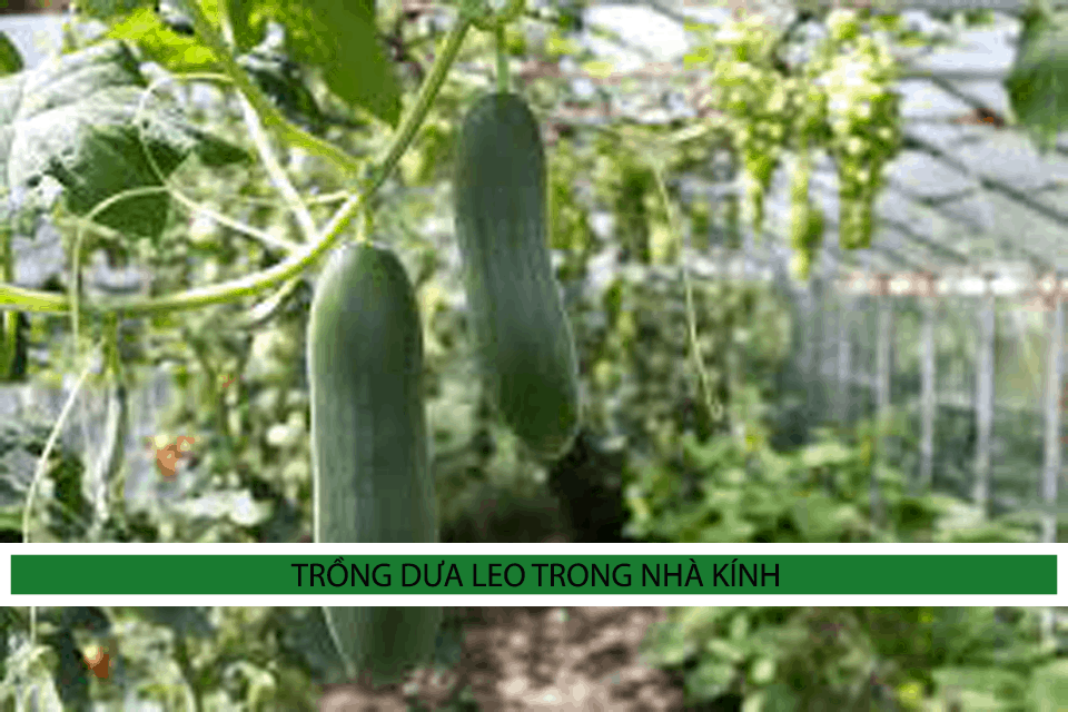 Trồng Dưa Leo Trong Nhà Kính