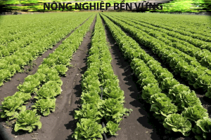 Nông nghiệp bền vững bằng hệ thống tưới tiêu chính xác