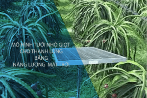 tưới thanh long bằng năng lượng mặt trời
