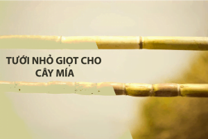 Ống tưới nhỏ giọt cho cây mía