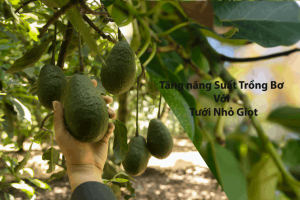 Sử dụng ống tưới nhỏ giọt cho cây bơ