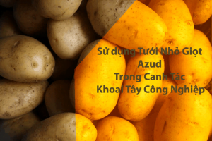 Tưới nhỏ giọt azud khoai tây công nghiệp