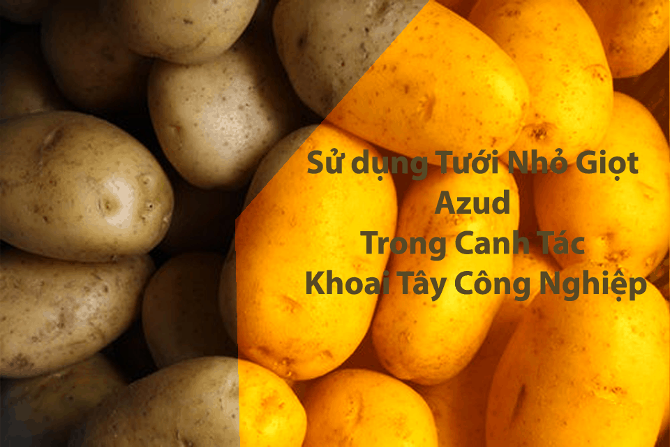 Tưới nhỏ giọt azud khoai tây công nghiệp