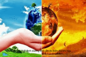 Biến Đổi Khí Hậu Thay Đổi Nguồn Cung Lương Thực