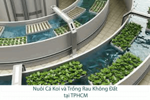 Nuôi Cá Koi và Trồng Rau Không Đất tại TPHCM