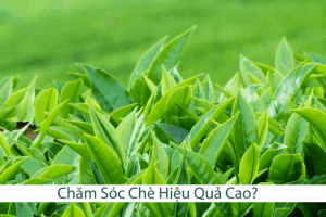 Chăm Sóc Chè Hiệu Quả Cao?