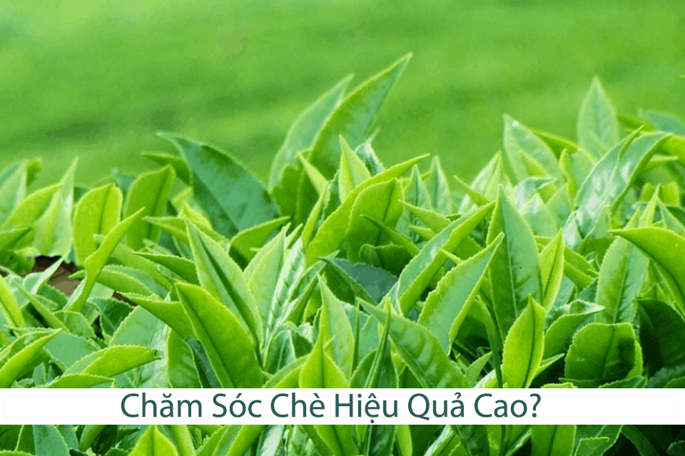 Chăm Sóc Chè Hiệu Quả Cao?