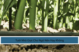Tại Sao Chọn Tưới Nhỏ Giọt Cho Ngô