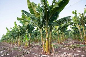 Tối đa hóa lợi nhuận cho cây chuối