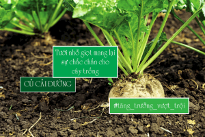 Tưới nhỏ giọt đem lại hiệu quả cho củ cải đường