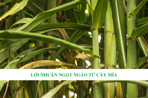 Tăng năng suất nhờ tưới nhỏ giọt cho cây mía