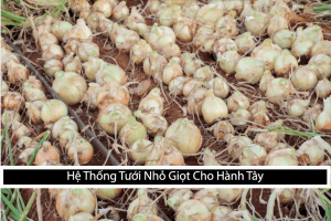 Hệ Thống Tưới Nhỏ Giọt Cho Hành Tây