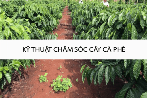 Kỹ Thuật Chăm Sóc Cây Cà Phê