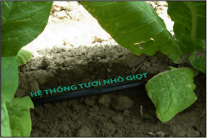 Hệt hống tưới nhỏ giọt cho cây thuốc lá