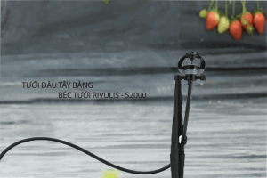 Tưới dâu tây bằng phương pháp tưới phun mưa cục bộ