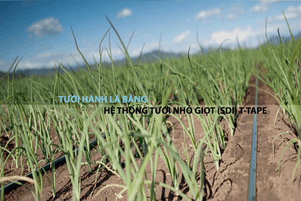 Tưới hành Lá Bằng Hệ Thống Tưới Nhỏ Giọt 15 Tưới hành lá bằng hệ thống tưới nhỏ giọt