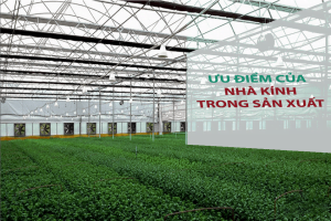 Ưu điểm của nhà kính trong sản xuất