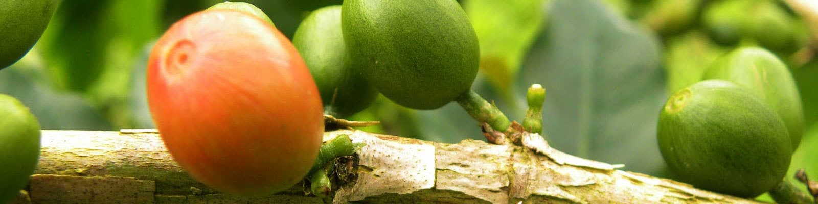 Banner-trái-cafe-1600x400
