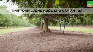 tính toán lượng nước cho cây ăn trái