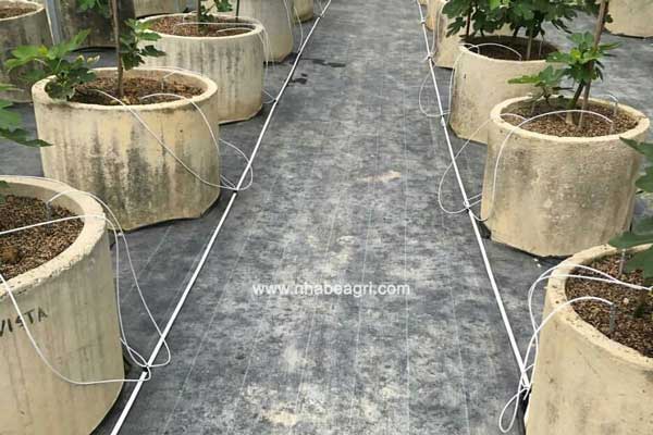 Lợi ích không ngờ đến khi sử dụng ống LDPE bạc để dẫn nước! 28 Lợi ích không ngờ đến khi sử dụng ống LDPE bạc để dẫn nước!