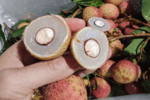 Vải thiều đầu mùa đã lo ế, giá rẻ