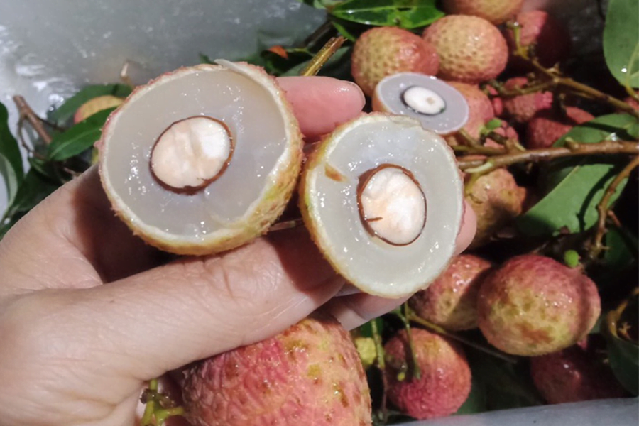 Vải thiều đầu mùa đã lo ế, giá rẻ 15 Vải thiều đầu mùa đã lo ế, giá rẻ