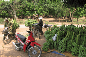 ‘Vương quốc chuối’ lao đao