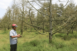 Nhiều vườn sầu riêng ở Tiền Giang xác xơ, rụng lá vì hạn mặn kéo dài