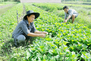 TP HCM: “Thắng” phèn chua, nước đen, dân ở đây làm giàu trên vùng đất khó