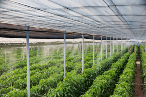 hệ thống phun sương