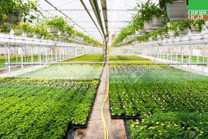 Các loại hệ thống phun sương phổ biến nhất hiện nay