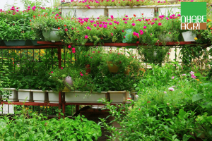 Lắp đặt hệ thống phun sương vườn cây gia đình