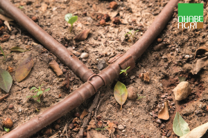 Lắp đặt và sử dụng hệ thống tưới nhỏ giọt (3)