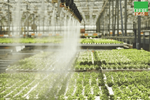 Ứng dụng hệ thống phun sương trong nông nghiệp