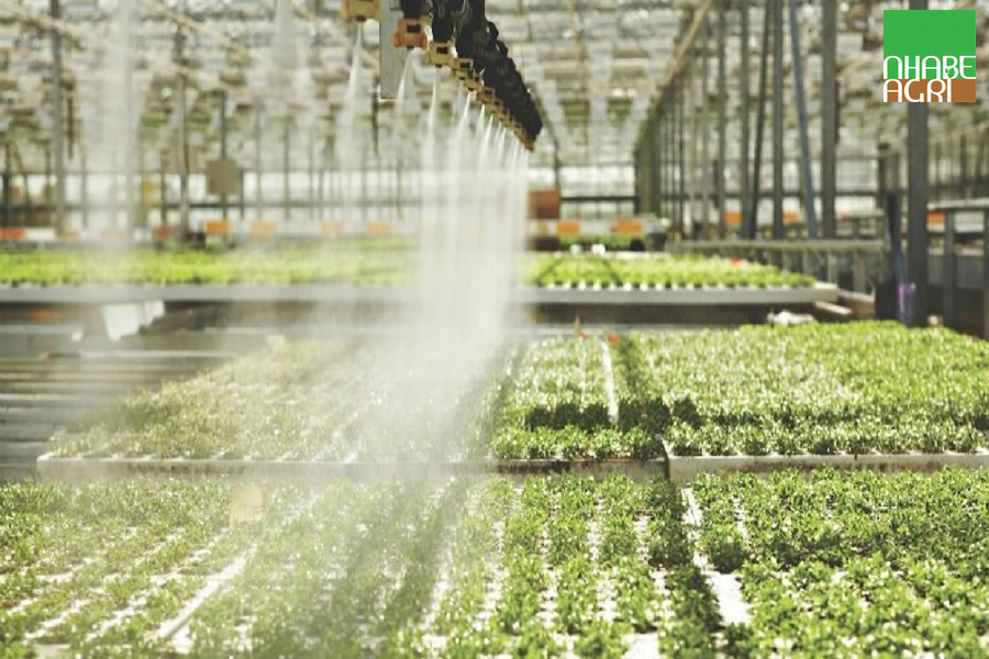 Ứng dụng hệ thống phun sương trong nông nghiệp 14 Ứng dụng hệ thống phun sương trong nông nghiệp