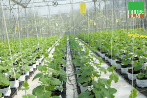 Lắp đặt hệ thống thiết bị tưới nhỏ giọt uy tín, chất lượng của Nhà Bè agri