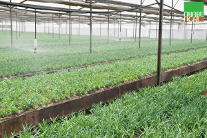 Những lợi ích hệ thống phun sương đối với cây trồng