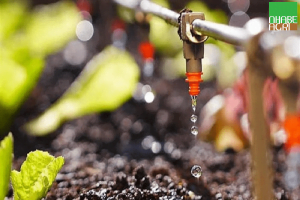 Những điều cần biết khi lắp đặt hệ thống tưới nhỏ giọt cho cây trồng