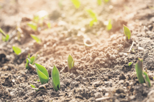 Giới thiệu béc tưới Ducar Atom 14 mới nhất thị trường chỉ có tại Nhà Bè Agri