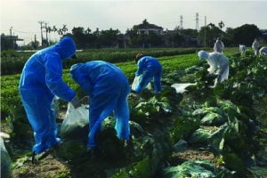 Nỗ lực "giải cứu" hơn 90.000 tấn nông sản Hải Dương