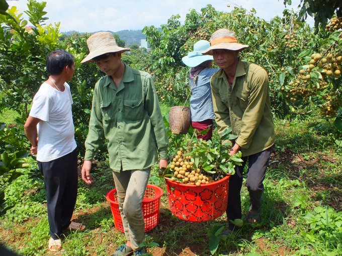 Chủ động giải tỏa vướng mắc tiêu thụ, xuất khẩu nông sản