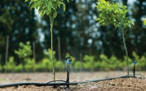 Đơn vị uy tín cung cấp giải pháp tưới phun mưa hàng đầu