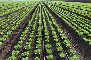 Chi phí xây dựng hệ thống tưới cho rau màu cần bao nhiêu tiền?