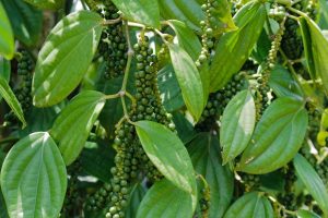 BÍ QUYẾT KỸ THUẬT TƯỚI CÂY HỒ TIÊU GIÚP ĐẠT NĂNG SUẤT CAO