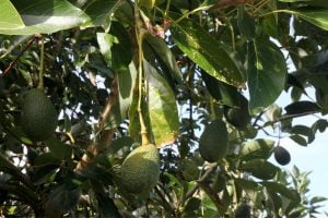 KỸ THUẬT TRỒNG VÀ CHĂM SÓC CÂY BƠ GIÚP ĐẠT HIỆU QUẢ CAO