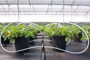 QUE CẮM NHỎ GIỌT - GIẢI PHÁP TƯỚI CÂY TRONG NHÀ KÍNH