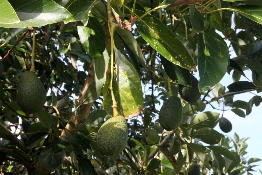 KỸ THUẬT TRỒNG VÀ CHĂM SÓC CÂY BƠ GIÚP ĐẠT HIỆU QUẢ CAO