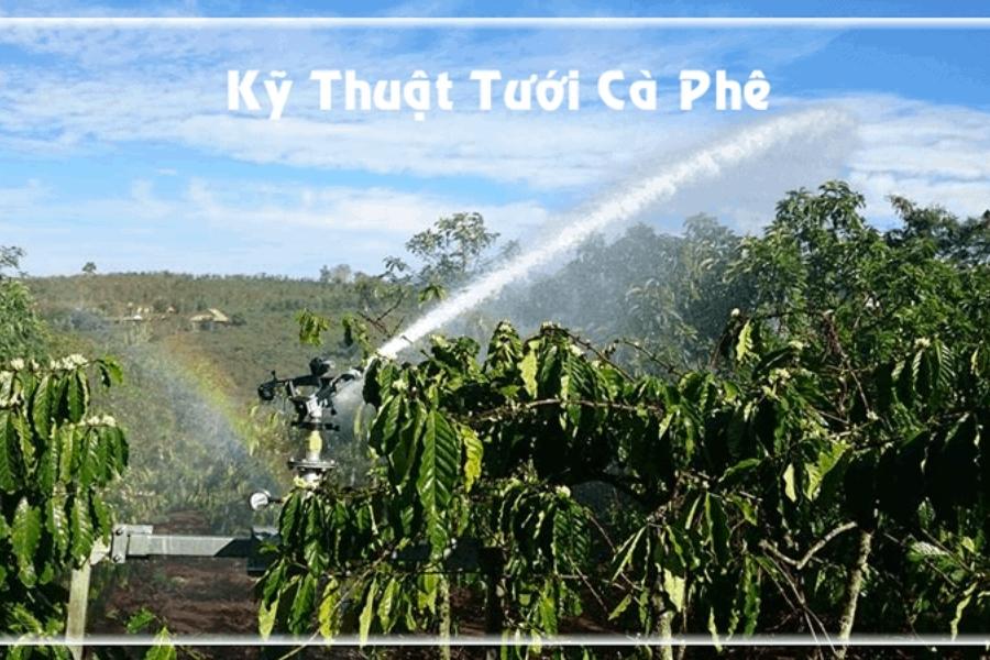 Bí quyết kỹ thuật tưới cây cà phê