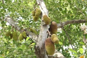 Mít Thái tràn về Hà Nội, giá rẻ ê hề chất đống đầy vỉa hè